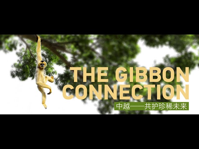 ⁣The Gibbon Connection