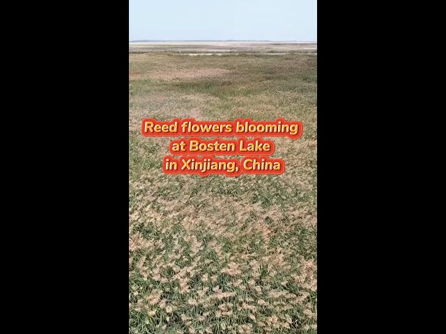 Reed flowers blooming at Bosten Lake in Xinjiang, China