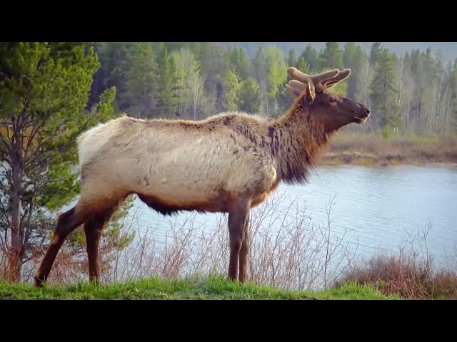 ⁣Moose spotted in Heilongjiang nature reserve