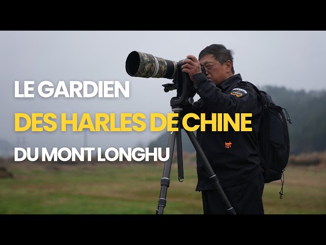 ⁣Le gardien des harles de Chine du mont Longhu