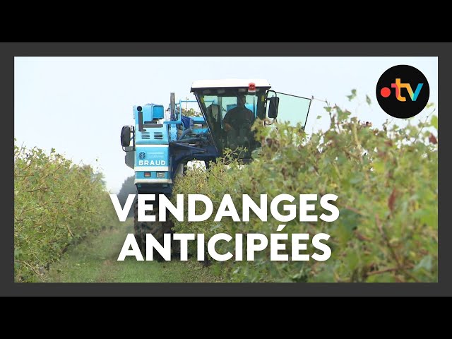 Suite à un orage de grêle, vendanges anticipées en Charente