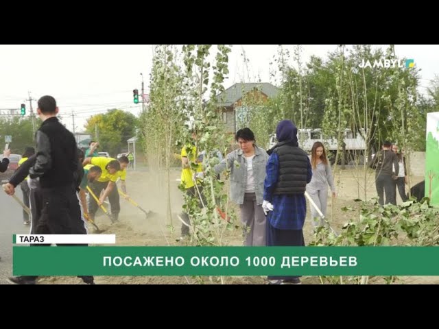 ⁣Посажено около 1000 деревьев