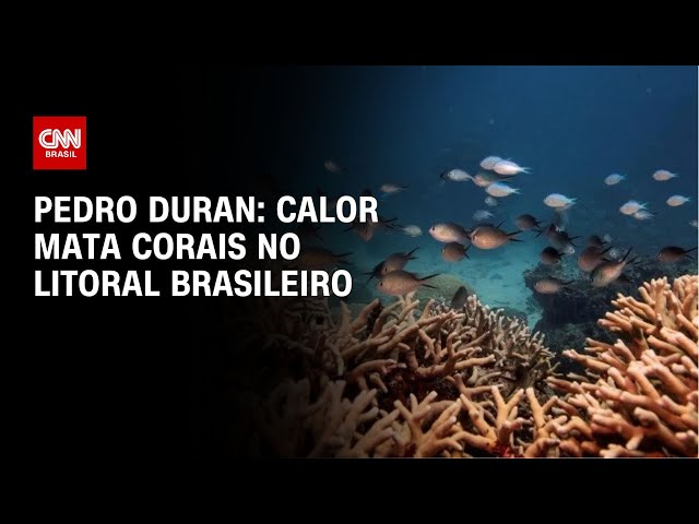 ⁣Pedro Duran: Calor mata corais no litoral brasileiro | CNN NOVO DIA