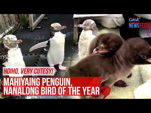 ⁣Hoiho, very cutesy! Mahiyaing penguin, nanalong bird of the year | GMA Integrated News