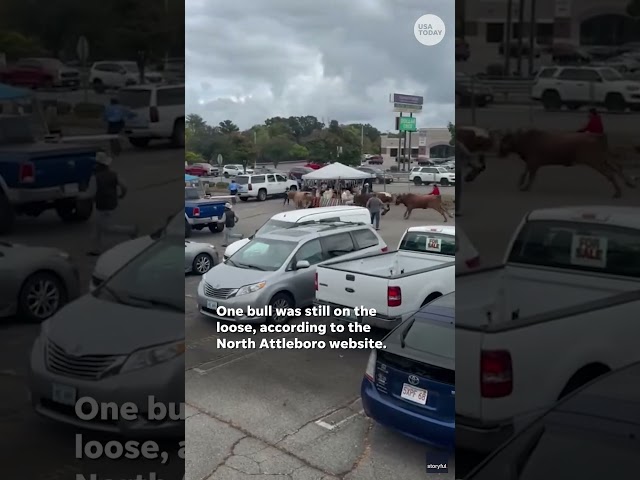 ⁣Scary moment bulls on the loose run through parking lot #Shorts