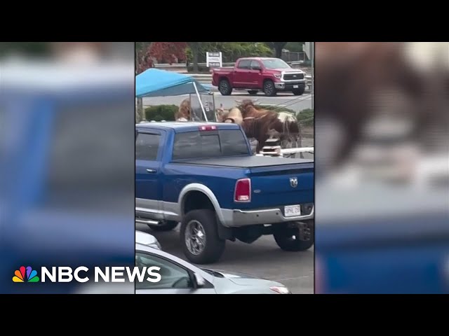 WATCH: Bulls make a bid for freedom from rodeo event in Massachusetts