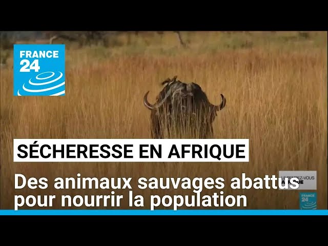 ⁣Sécheresse : certains pays d'Afrique abattent des animaux sauvages pour nourrir la population