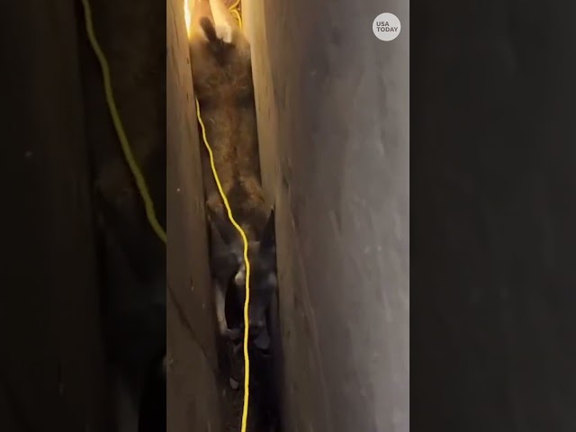 ⁣Deer in unlucky position is saved by firefighters #Shorts