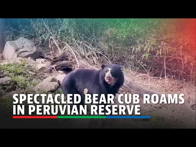 ⁣Spectacled bear cub roams in Peruvian reserve | ABS-CBN News