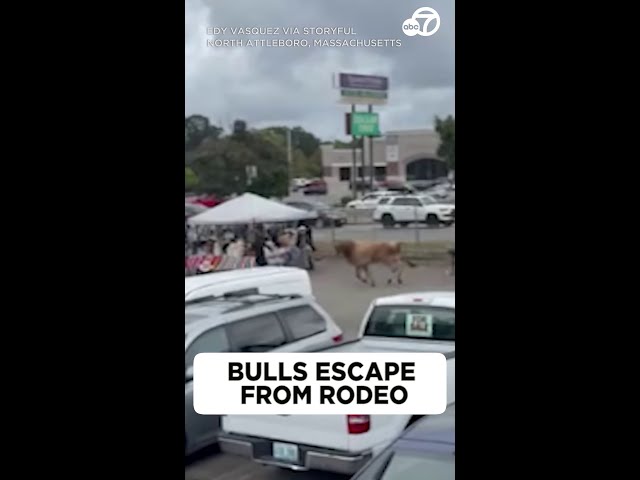 8 bulls escape rodeo after plowing through chain-link fence