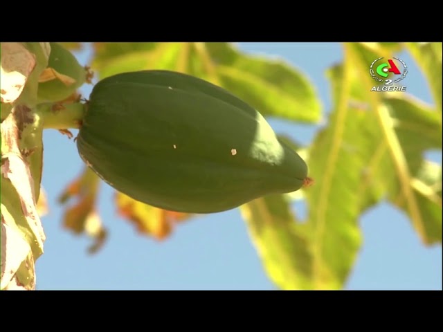 ⁣Tamanrasset se met au vert