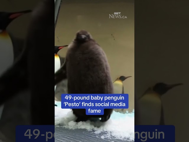 ⁣49-pound penguin 'Pesto' becomes famous