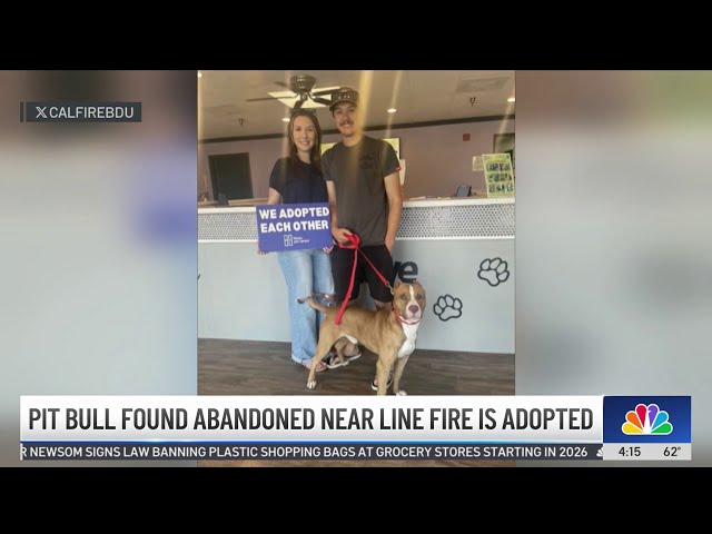 ⁣Dog abandoned near Line Fire is adopted