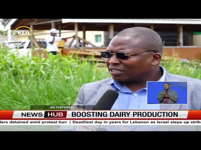 ⁣Farmers in Limuru focus on protein production to improve milk quality & quantity