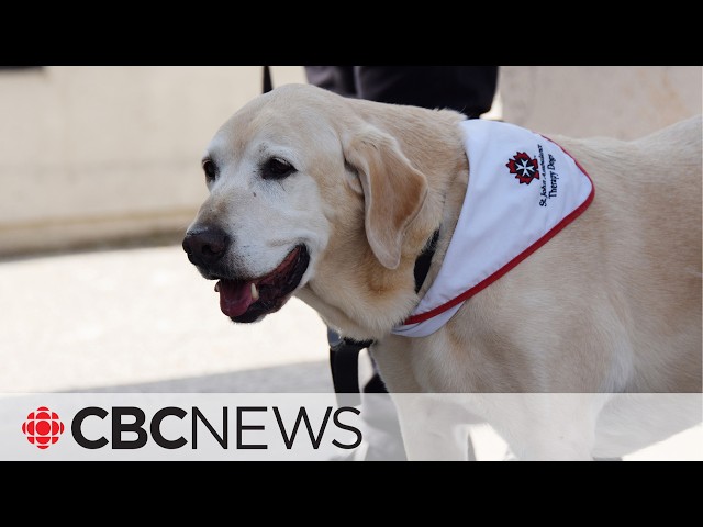 Meet Charlie, the 14-year-old therapy dog retiring