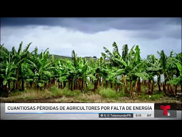 ⁣Agricultores pierden sus cosechas enteras por los apagones