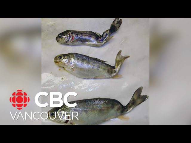 Researchers work to stop spread of disease that threatens fish