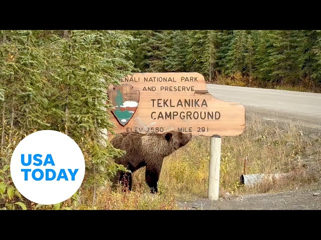 ⁣Watch: Itchy bear uses sign to scratch | USA TODAY