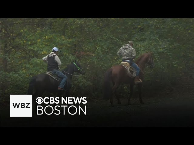 ⁣Search continues for bull in North Attleboro after escaping rodeo