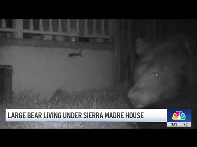 ⁣Large bear moves into Sierra Madre home's crawlspace