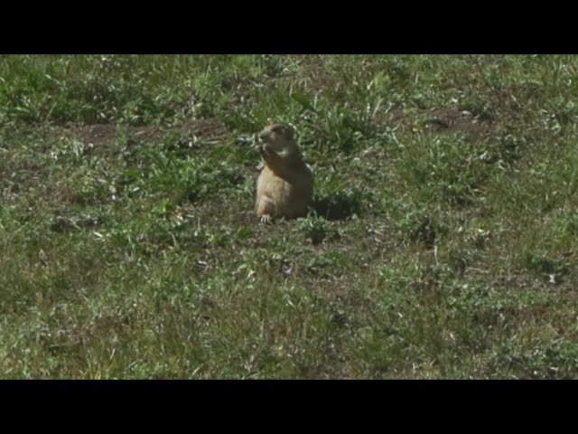 Conservationists sound the alarm about protecting prairie dog habitat in Colorado