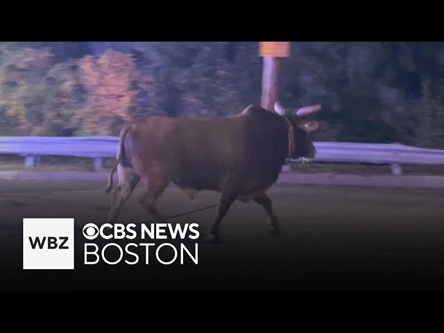 ⁣Final escaped bull captured in North Attleboro