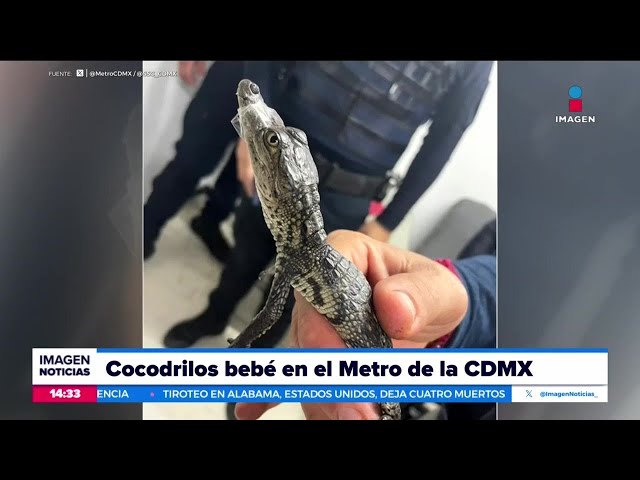 Encuentran dos cocodrilos bebés en el Metro de la CDMX | Noticias con Crystal Mendivil