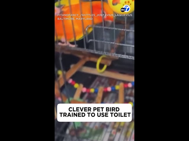 This clever parrot is potty-trained 