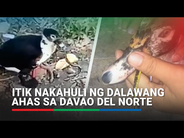 ⁣Itik nakahuli ng dalawang ahas sa Davao del Norte | ABS-CBN News