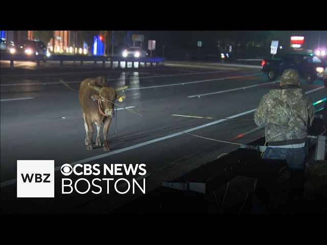 Escaped bull lassoed on Route 1 in North Attleboro