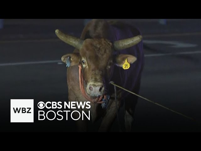 ⁣Bull captured after escaping rodeo in North Attleboro