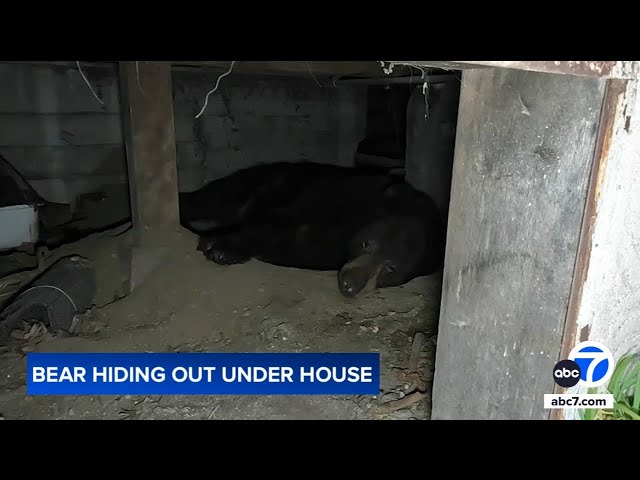 Large bear takes up residence underneath Sierra Madre home