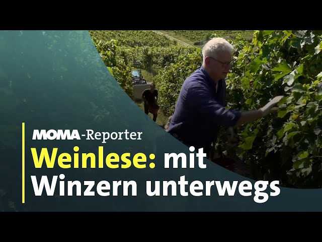 Unterwegs mit Winzern im Rheingau | ARD Morgenmagazin