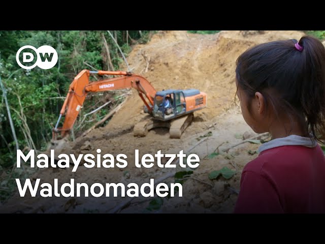 ⁣Die indigenen Penan kämpfen gegen Abholzung | DW Nachrichten