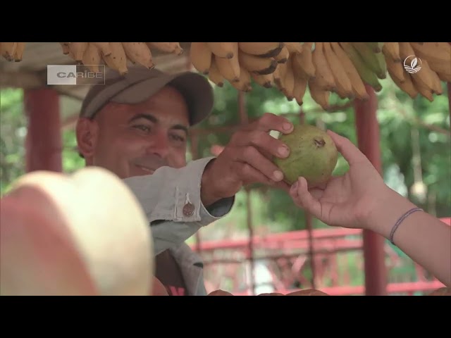 ⁣Cultivar Conciencia desde Cuba: Sistema alimentarios locales