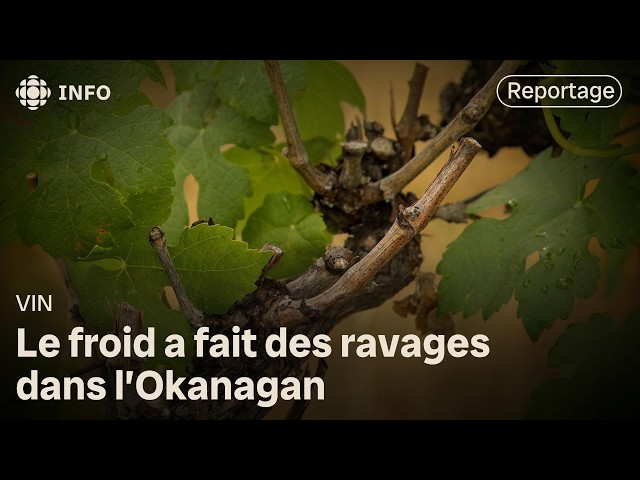 ⁣Dans l’Okanagan, le froid a fait des ravages et le raisin se fait rare