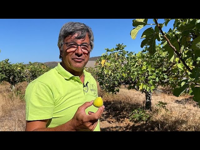 ⁣Kampf um Wasser an der Algarve: Landwirte innovieren, um ihre Böden fruchtbar zu halten