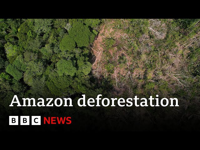 ⁣One fifth of the Amazon rainforest lost to deforestation | BBC News