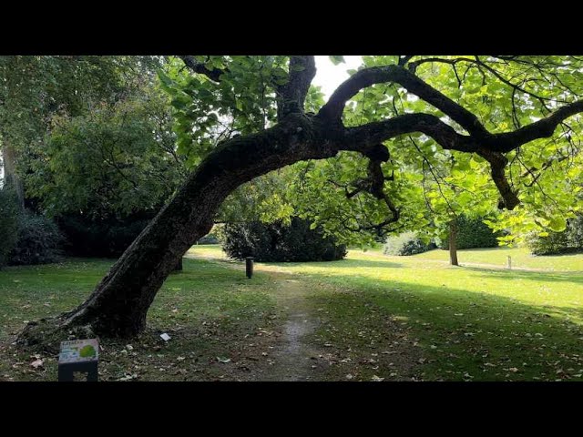 ⁣Arboretum : connaître les arbres pour mieux les protéger