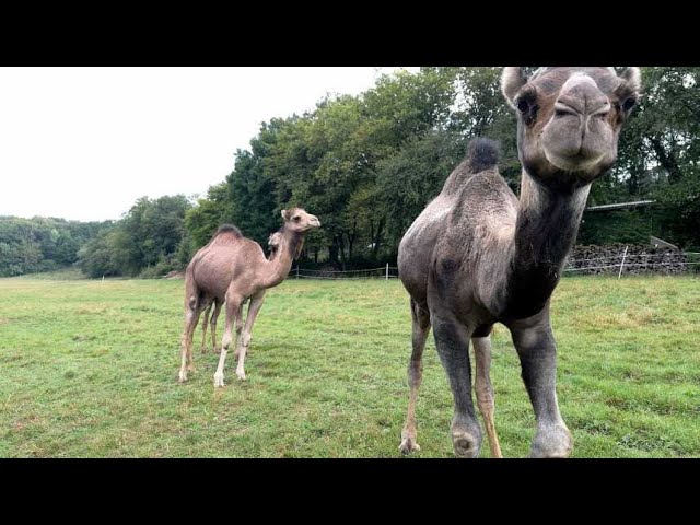 ⁣Des dromadaires made in Haute-Marne