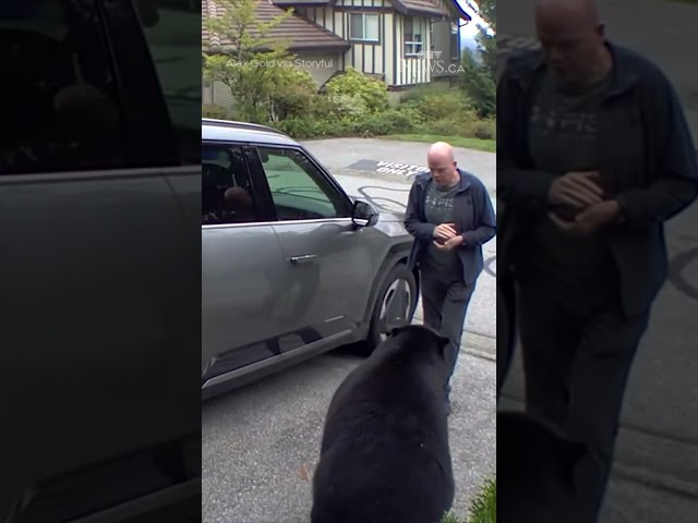 B.C. man has very close encounter with black bear