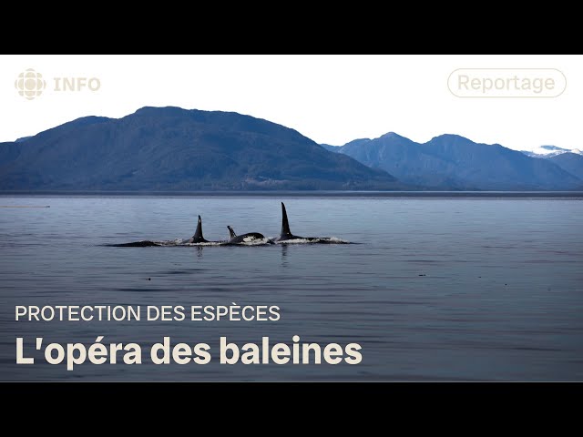 ⁣Le chant des baleines de la côte ouest menacé par le bruit | La semaine verte