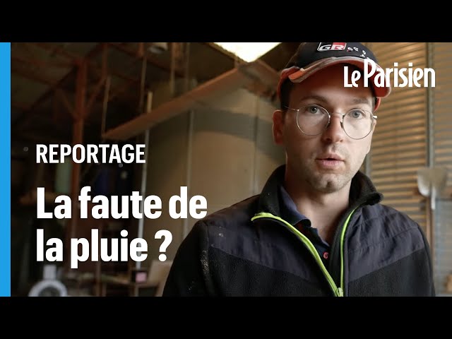 "Les silos sont vides"  : l'inquiétude des agriculteurs après une récolte catastrophi