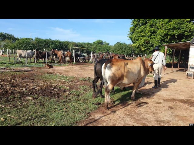 Info Martí | Situación de los productores cubanos: Impagos y falta de efectivo