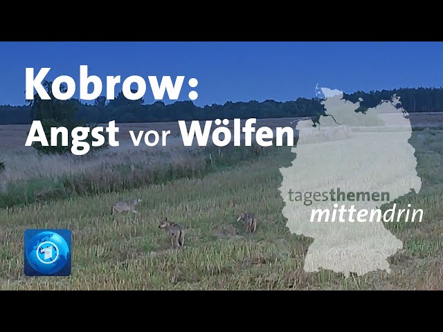 ⁣Kobrow: Angst vor Wölfen I tagesthemen mittendrin