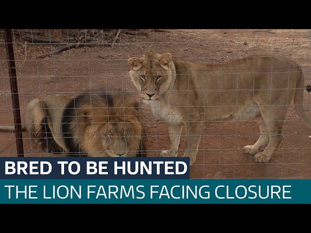 ⁣Lions bred as 'prey': Inside South Africa's big game hunting industry | ITV News