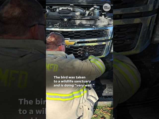 ⁣Watch: Firefighter's actions save trapped owl #Shorts