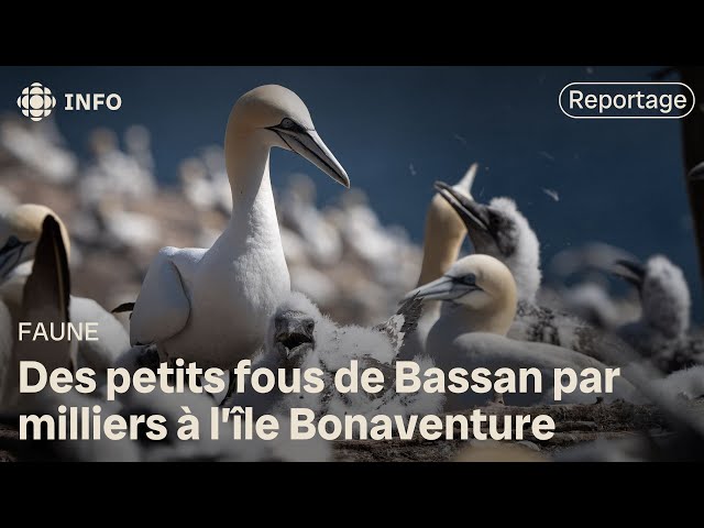 ⁣Le fou de Bassan de Percé se relève de la grippe aviaire