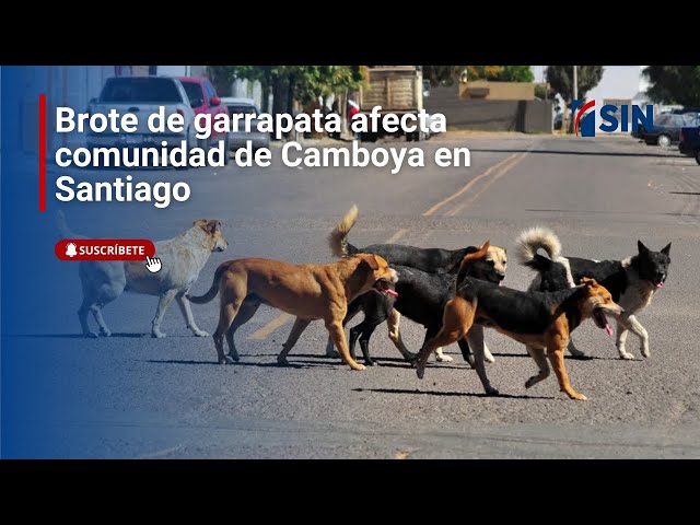 Brote de garrapata afecta comunidad de Camboya en Santiago