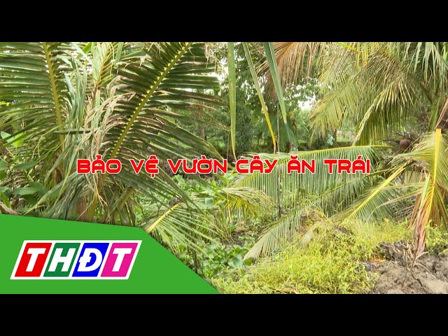 ⁣Bảo vệ vườn cây ăn trái | Khuyến nông - 24/9/2024 | THDT